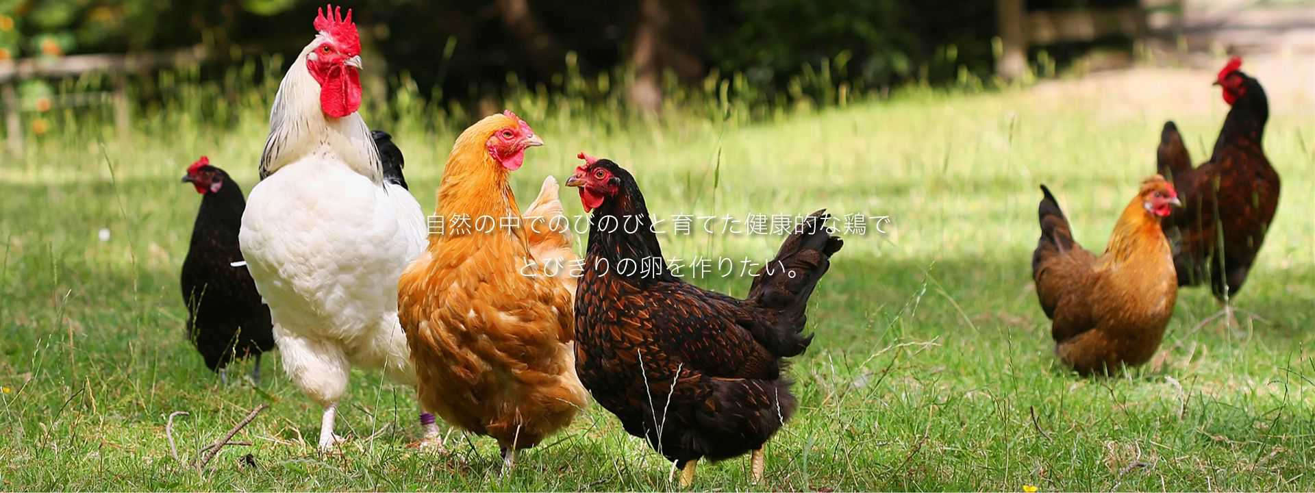 自然の中でのびのびと育てた健康的な鶏でとびきりの卵を作りたい